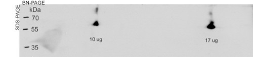 western blot using anti-ADGP antibodies